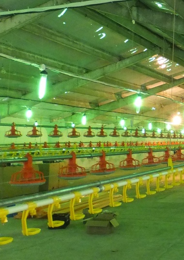 Люминесцентные лампы Tube 11W G23 Green (IP65)» на корпусе птицефабрики 1